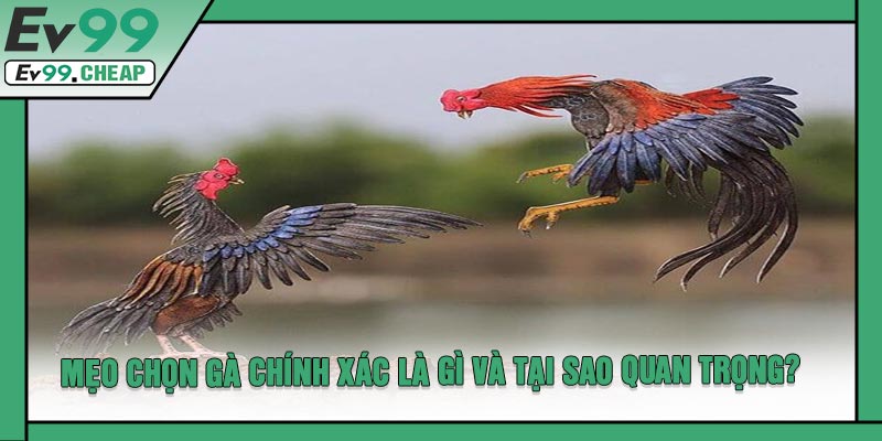 Mẹo Chọn Gà Chính Xác Là Gì Và Tại Sao Quan Trọng?