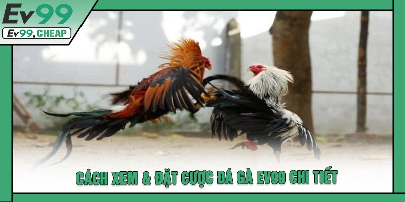 Cách Xem & Đặt Cược Đá Gà EV99 Chi Tiết
