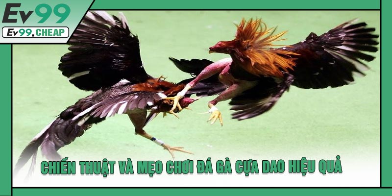 Chiến Thuật Và Mẹo Chơi Đá Gà Cựa Dao Hiệu Quả