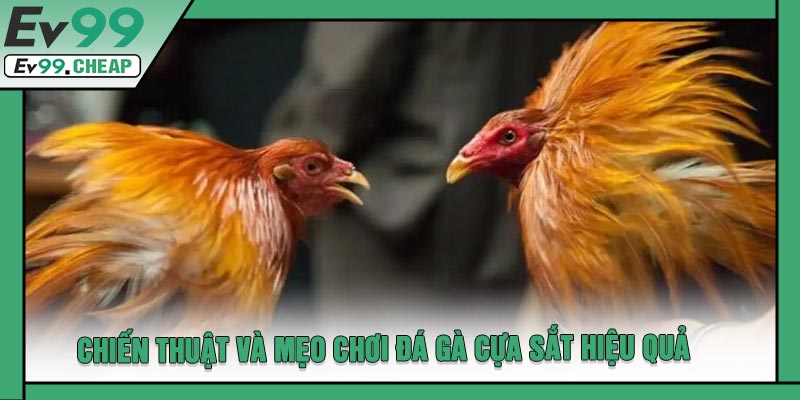 Chiến Thuật Và Mẹo Chơi Đá Gà Cựa Sắt Hiệu Quả