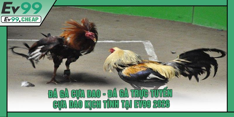Đá Gà Cựa Dao - Đá Gà Trực Tuyến Cựa Dao Kịch Tính Tại EV99 2026