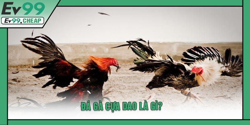 Đá Gà Cựa Dao Là Gì?