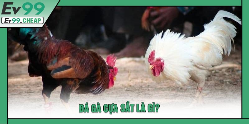 Đá Gà Cựa Sắt Là Gì?