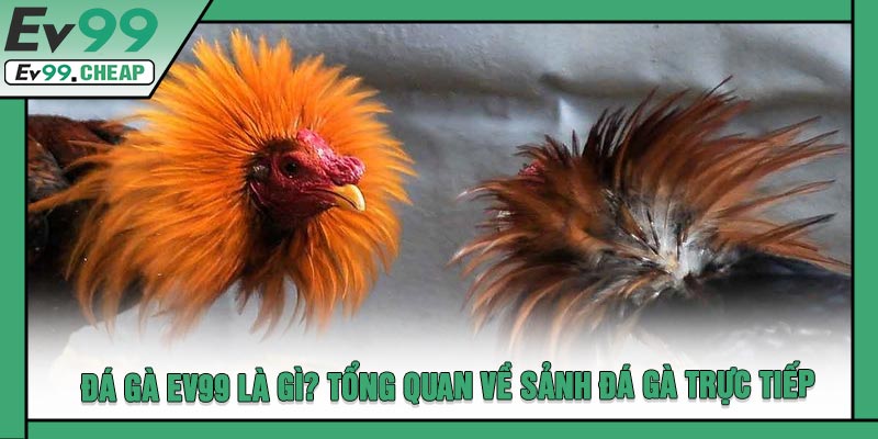 Đá Gà EV99 Là Gì? Tổng Quan Về Sảnh Đá Gà Trực Tiếp
