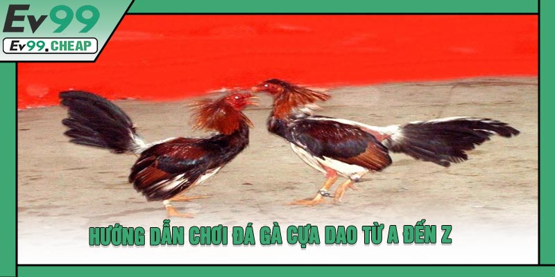 Hướng Dẫn Chơi Đá Gà Cựa Dao Từ A Đến Z