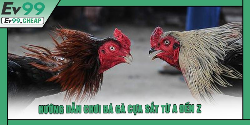 Hướng Dẫn Chơi Đá Gà Cựa Sắt Từ A Đến Z