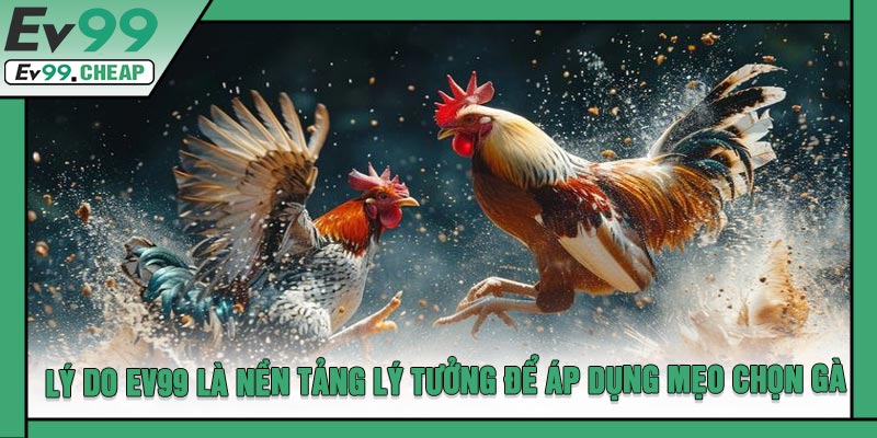 Lý Do EV99 Là Nền Tảng Lý Tưởng Để Áp Dụng Mẹo Chọn Gà