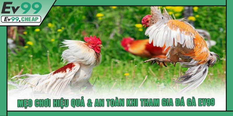 Mẹo Chơi Hiệu Quả & An Toàn Khi Tham Gia Đá Gà EV99