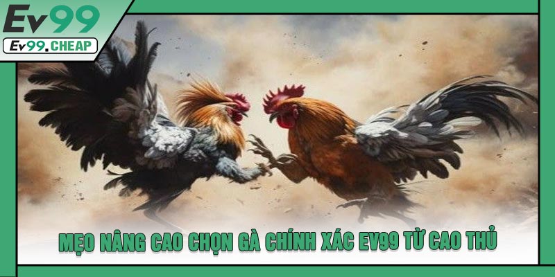Mẹo Nâng Cao Chọn Gà Chính Xác EV99 Từ Cao Thủ