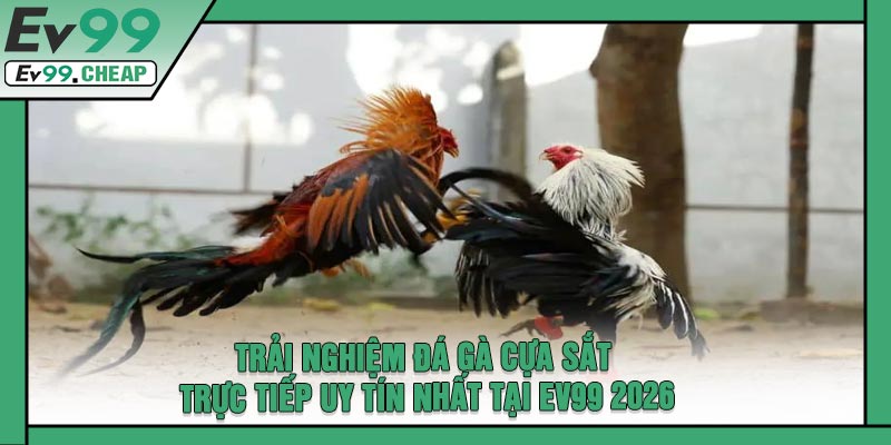 Trải Nghiệm Đá Gà Cựa Sắt Trực Tiếp Uy Tín Nhất Tại EV99 2026